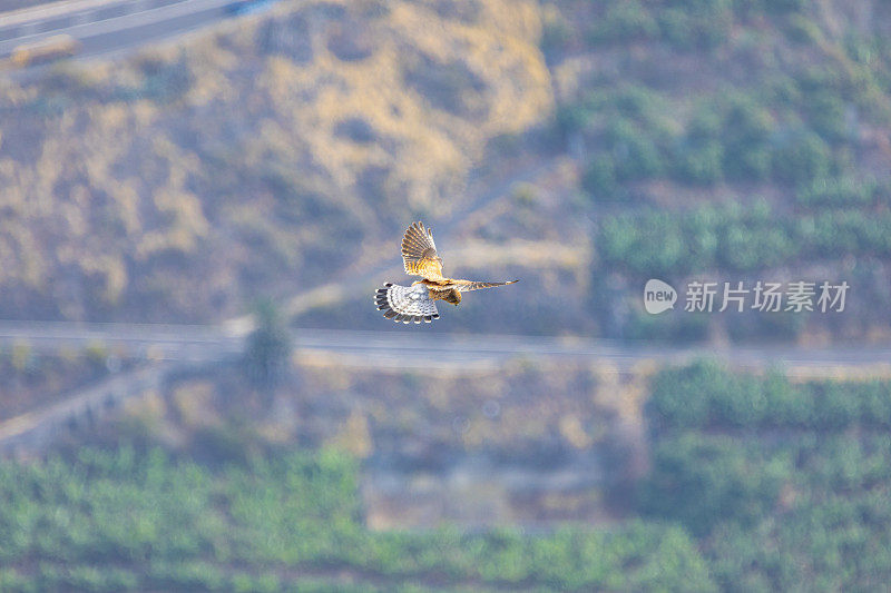 普通的Krestel (Falco tinnunculus)，静止在空中;La Palma，加那利群岛的野生动物